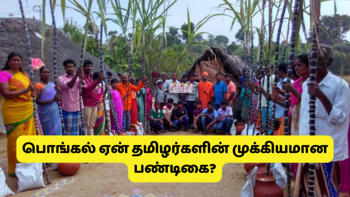 பொங்கல் ஏன் தமிழர்களின் முக்கியமான பண்டிகை?