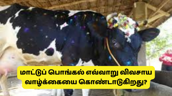 மாட்டுப் பொங்கல் எவ்வாறு விவசாய வாழ்க்கையை கொண்டாடுகிறது?