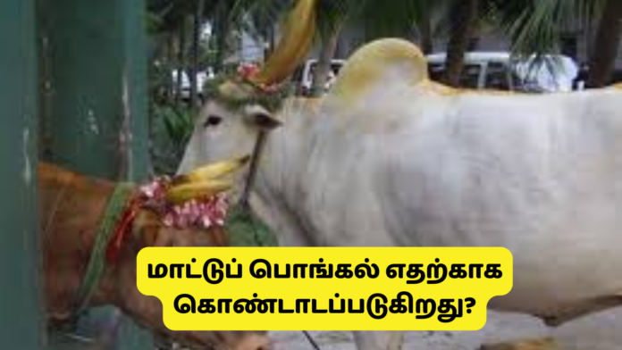 மாட்டுப் பொங்கல் எதற்காக கொண்டாடப்படுகிறது?